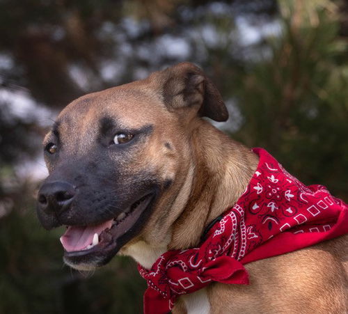 Hurricane Ethel-Available for FOSTER to adopt