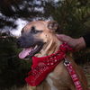 Hurricane Ethel-Available for FOSTER to adopt