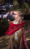 Hurricane Ethel-Available for FOSTER to adopt