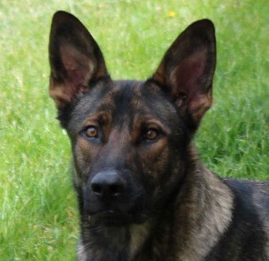 Ares