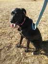 Baire - Available for Foster-to-Adopt