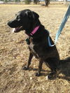 Baire - Available for Foster-to-Adopt