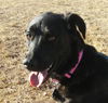 Baire - Available for Foster-to-Adopt