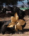Baire - Available for Foster-to-Adopt
