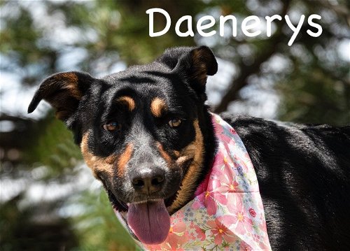 Daenerys-Available for Foster to Adopt