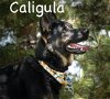 Caligula - Available for Foster to Adopt