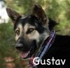 Gustav - Available for Foster to Adopt