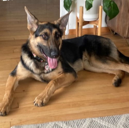 Coda - Available for Foster to Adopt