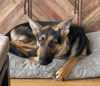 Coda - Available for Foster to Adopt