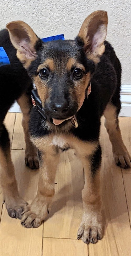Alice - Adopted 7/31 /Waiting on Spay