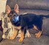 Novaleigh - Adopted 8/7 Waiting on Spay