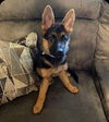 Novaleigh - Adopted 8/7 Waiting on Spay