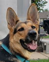 Zena