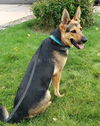 Zena