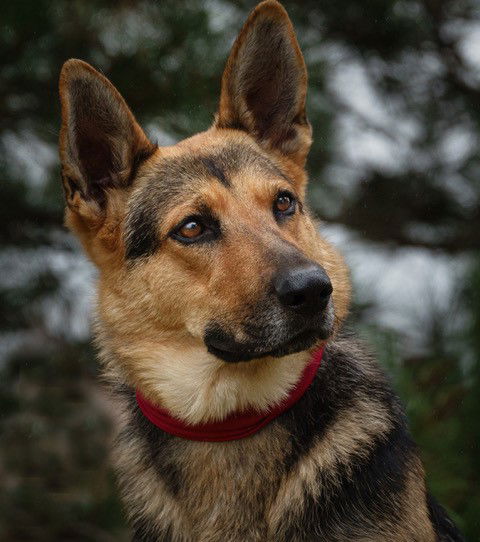 Zena
