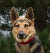 Zena