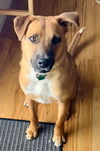 Hurricane Emery-Available for Foster to Adopt