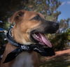 Hurricane Emery-Available for Foster to Adopt