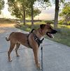 Hurricane Emery-Available for Foster to Adopt