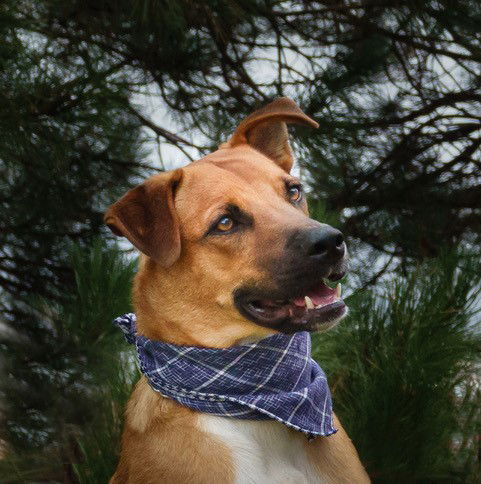 Hurricane Emery-Available for Foster to Adopt