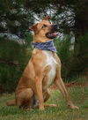 Hurricane Emery-Available for Foster to Adopt
