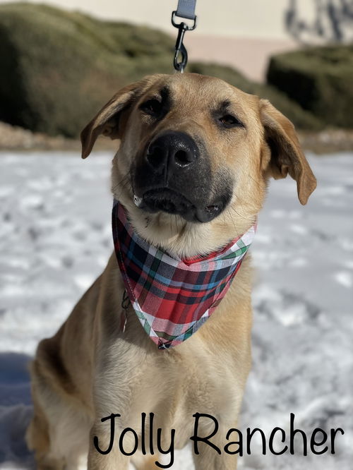 Jolly Rancher Available for Foster to Adopt