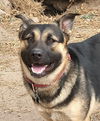 Lacey - Available for Foster to Adopt!