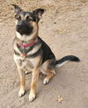 Lacey - Available for Foster to Adopt!