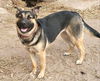 Lacey - Available for Foster to Adopt!