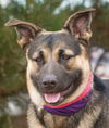 Lacey - Available for Foster to Adopt!