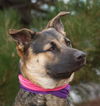 Lacey - Available for Foster to Adopt!