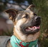 Lacey - Available for Foster to Adopt!