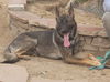 Dasher