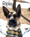 Ripley