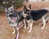 Alia - Available for Foster to Adopt