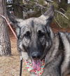 Alia - Available for Foster to Adopt