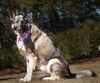 Alia - Available for Foster to Adopt