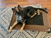 Xena
