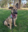 Anka
