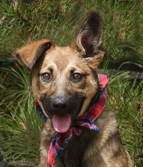 Anka