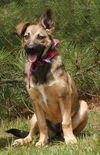 Anka