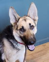 Skittlez Available for Foster to Adopt