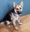 Skittlez Available for Foster to Adopt