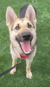 Skittlez Available for Foster to Adopt