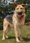 Wesson