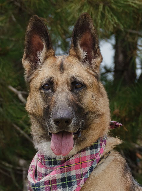 Tina Available for Foster to Adopt