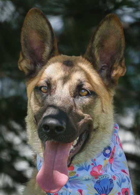 Laya