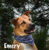 Emery - Available for Foster to Adopt
