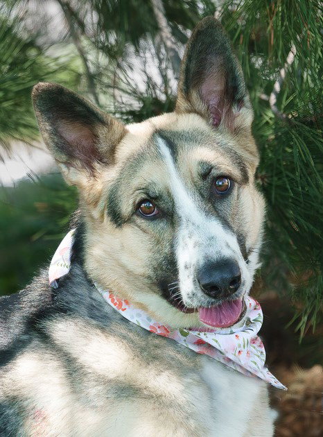 Steel Blue German Shepherd