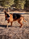 Sasha Jane-Foster to adopt